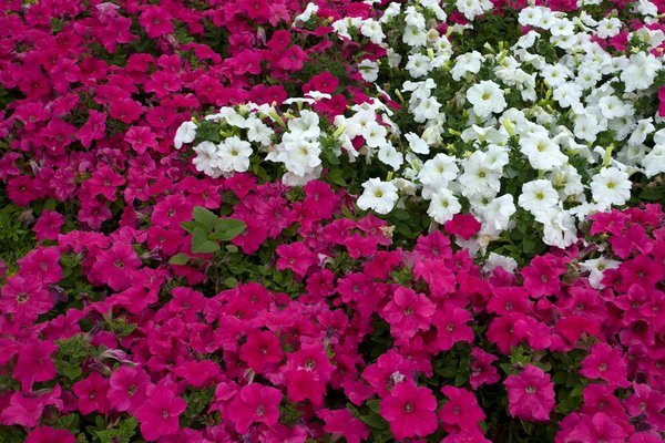 Déménager avec des animaux: les précautions à prendre