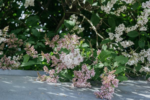 Redonner vie à sa terrasse : le guide complet pour un nettoyage au javel maîtrisé